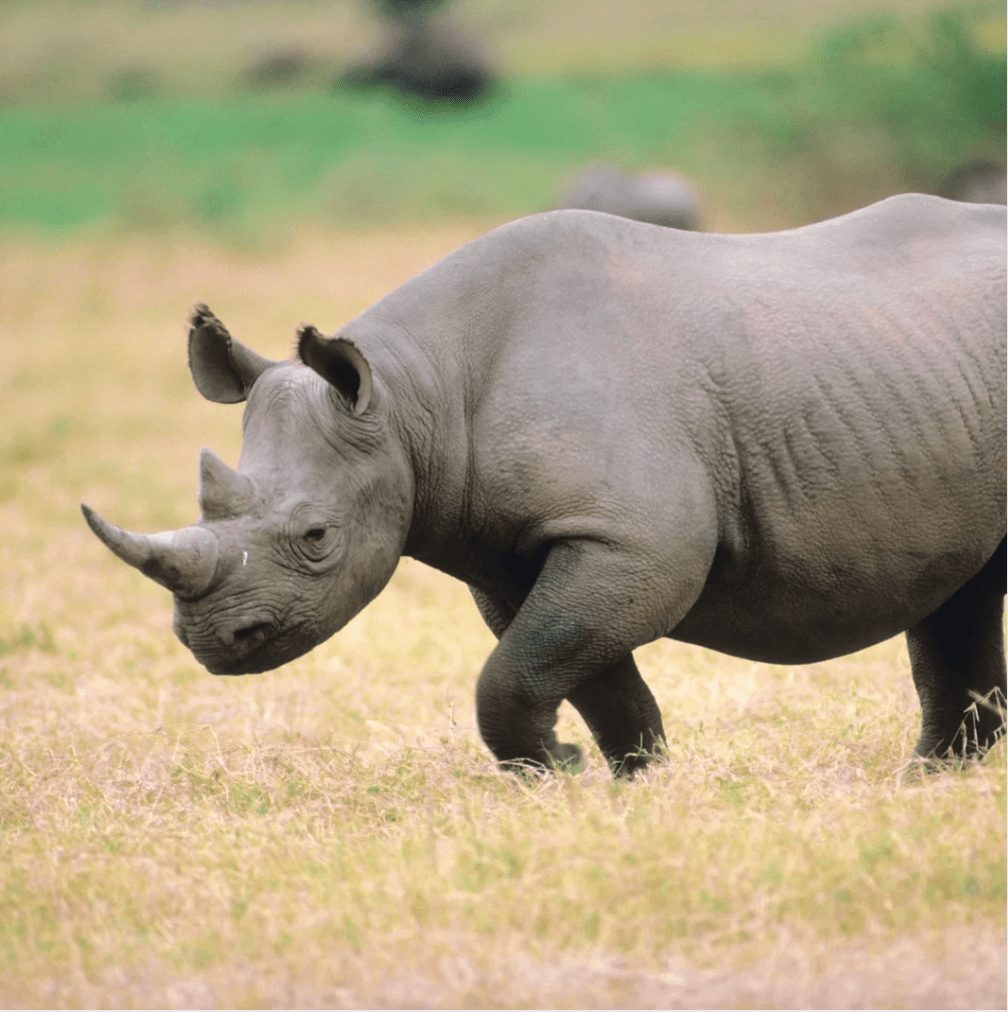 Rinoceronte nella savana dello Zimbabwe